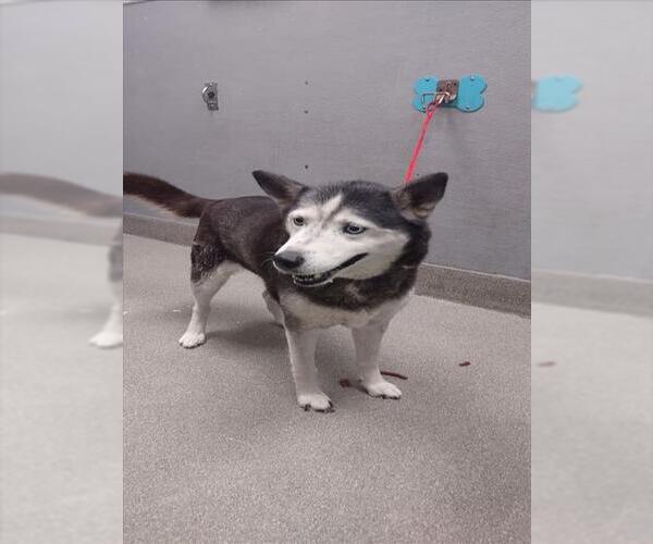 Medium Photo #1 Siberian Husky-Unknown Mix Puppy For Sale in Las Vegas, NV, USA