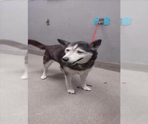 Siberian Husky-Unknown Mix Dogs for adoption in Las Vegas, NV, USA
