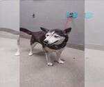 Small Siberian Husky Mix