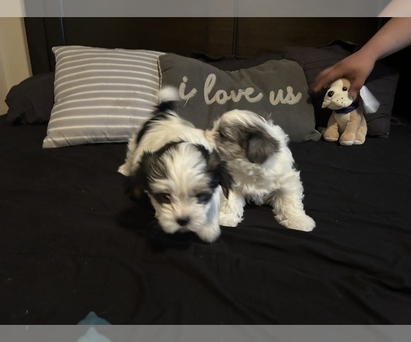 Medium Photo #17 Morkie Puppy For Sale in CHICAGO, IL, USA