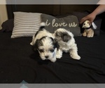 Small Photo #17 Morkie Puppy For Sale in CHICAGO, IL, USA