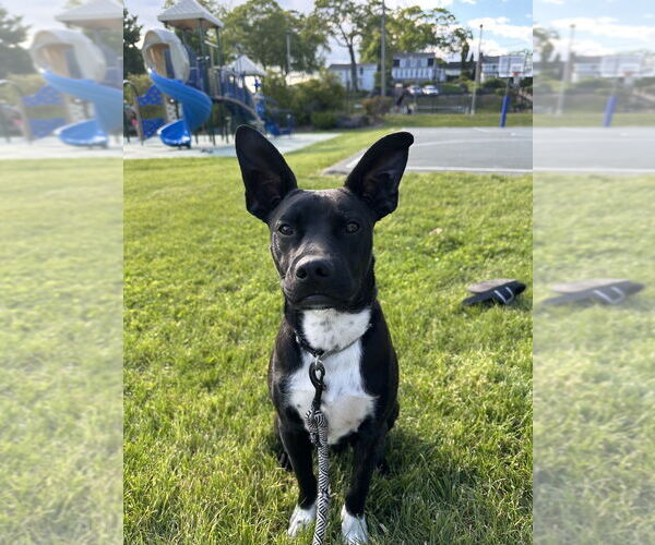 Medium Photo #13 Boston Terrier-Unknown Mix Puppy For Sale in Brewster, NY, USA
