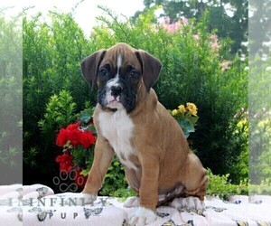 Boxer Puppy for sale in QUARRYVILLE, PA, USA