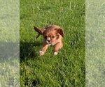 Small #2 Cavalier King Charles Spaniel