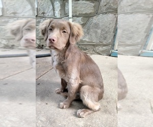 Cockapoo (Miniature) Puppy for sale in BALTIMORE, MD, USA