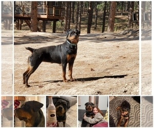 Mother of the Rottweiler puppies born on 03/10/2022