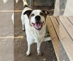 Small #1 Labrador Retriever Mix
