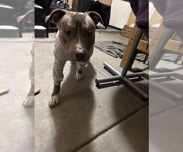 Medium Photo #2 Bullypit Puppy For Sale in Chandler, AZ, USA