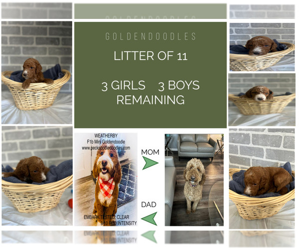 Medium Photo #1 Goldendoodle Puppy For Sale in WATERFORD TOWNSHIP, MI, USA