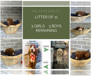Goldendoodle Litter for sale in WATERFORD TOWNSHIP, MI, USA