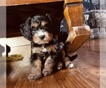 Small Photo #3 Cavapoo Puppy For Sale in HOLDEN, MO, USA