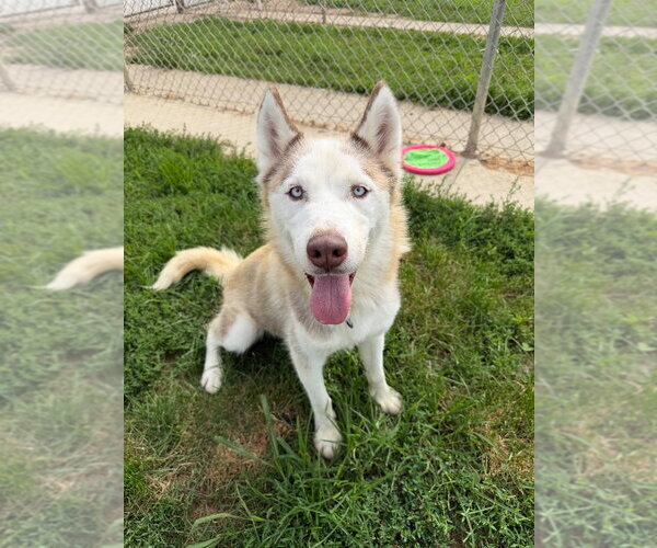 Medium Photo #8 Siberian Husky-Unknown Mix Puppy For Sale in Pierceton , IN, USA