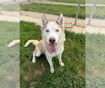 Small #7 Siberian Husky Mix
