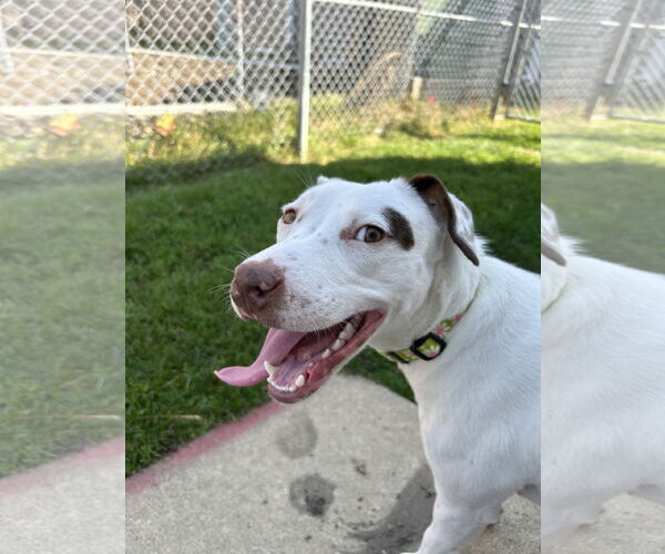 Medium Photo #2 Mutt Puppy For Sale in Plainfield, IL, USA