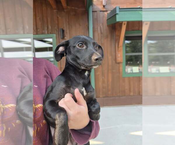 Medium Photo #3 Italian Greyhound-Unknown Mix Puppy For Sale in Arlington, WA, USA
