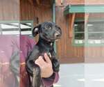 Small #2 Italian Greyhound Mix