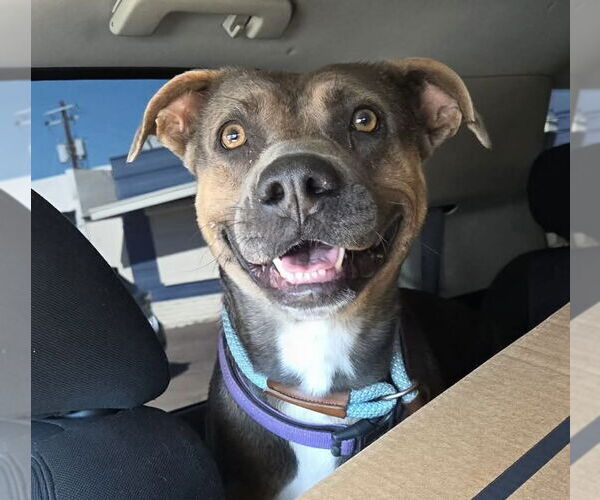 Medium Photo #1 American Pit Bull Terrier-Unknown Mix Puppy For Sale in phoenix, AZ, USA