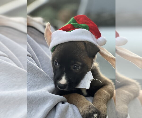 Medium Photo #4 German Shepherd Dog-Unknown Mix Puppy For Sale in Dana Point, CA, USA