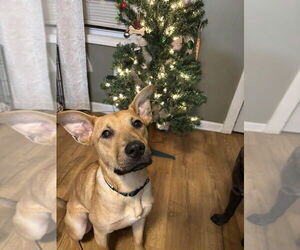 Mutt Dogs for adoption in Germantown, OH, USA