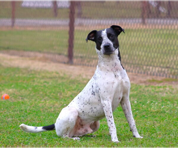 Medium Photo #1 Treeing Walker Coonhound Puppy For Sale in Grovetown, GA, USA