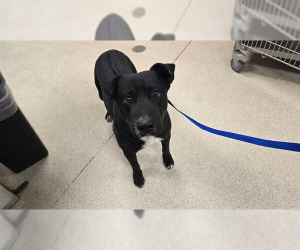 Medium Photo #1 Labrador Retriever-Unknown Mix Puppy For Sale in Riverside, CA, USA