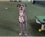 Small #2 American Pit Bull Terrier