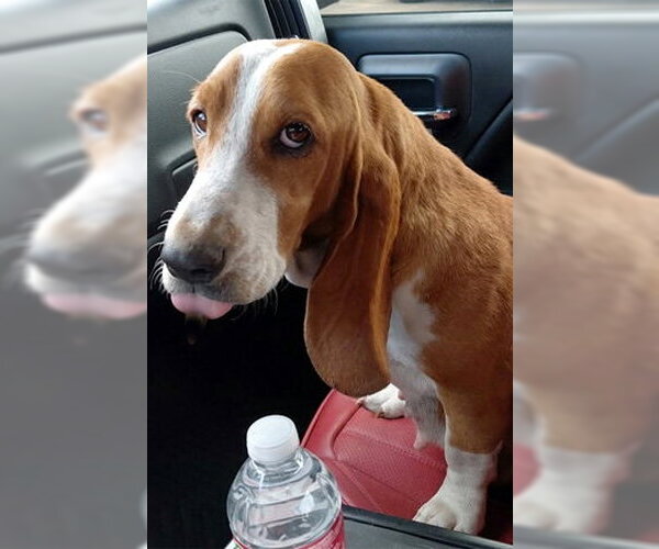 Medium Photo #1 Basset Hound Puppy For Sale in Deepwater, NJ, USA