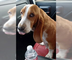 Basset Hound Dogs for adoption in Deepwater, NJ, USA