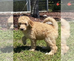 Labradoodle-Poodle (Standard) Mix Puppy for sale in ALAFAYA, FL, USA