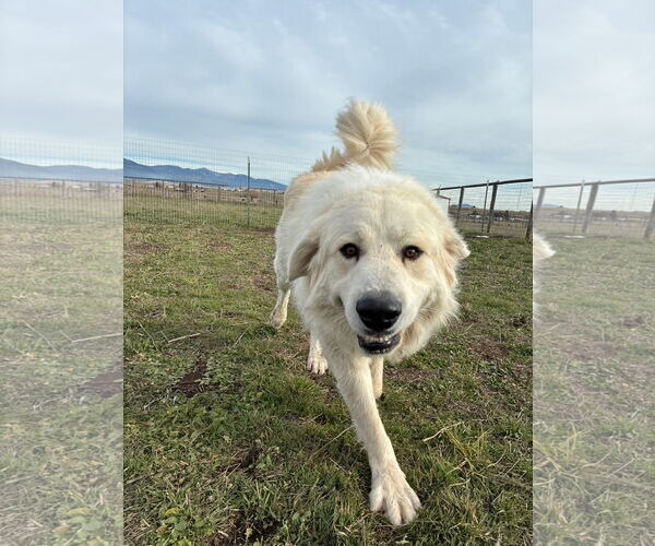 Medium Photo #3 Great Pyrenees Puppy For Sale in Missoula, MT, USA