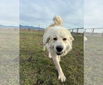 Small #2 Great Pyrenees