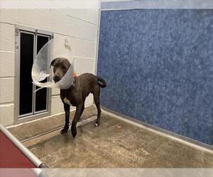 American Pit Bull Terrier-Unknown Mix Dogs for adoption in Fort Collins, CO, USA