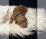 Small Photo #2 Goldendoodle Puppy For Sale in GUTHRIE, OK, USA