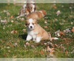 Small Photo #15 Miniature Australian Shepherd Puppy For Sale in ELMHURST, IL, USA