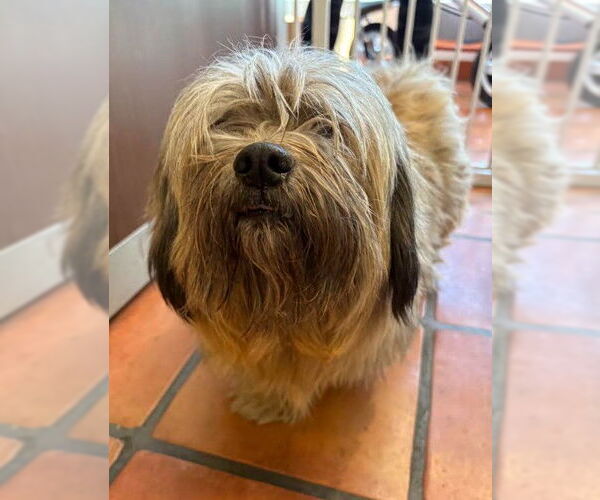 Medium Photo #5 Lhatese Puppy For Sale in San Diego, CA, USA