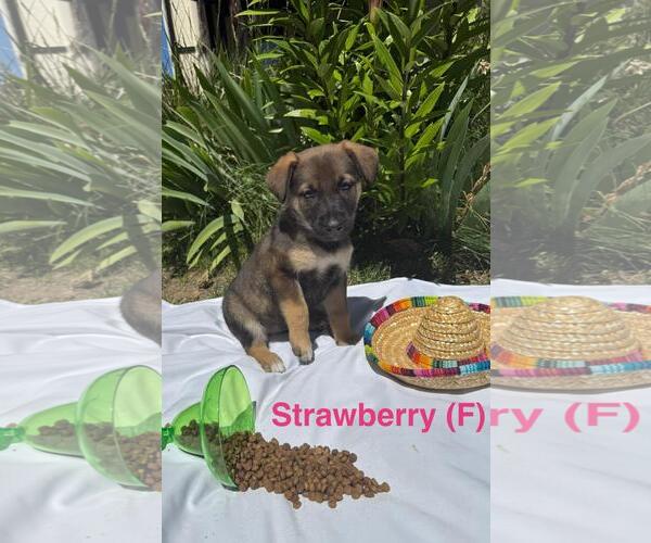 Medium Photo #2 German Shepherd Dog-Unknown Mix Puppy For Sale in Incline Village, NV, USA