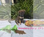 Small #1 German Shepherd Dog Mix