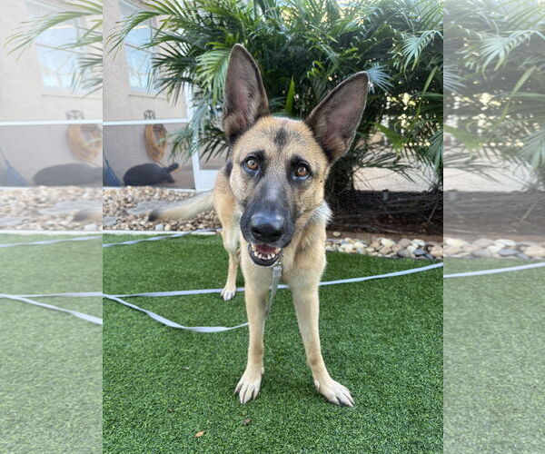 Medium Photo #5 German Shepherd Dog Puppy For Sale in Lighthouse Point, FL, USA