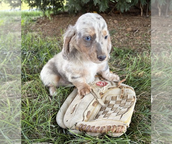 Medium Photo #3 Dachshund Puppy For Sale in MIDDLEBURY, IN, USA