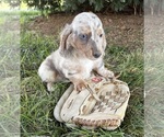 Small #2 Dachshund