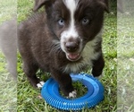 Small Photo #9 Australian Shepherd Puppy For Sale in SAINT JOHNS, FL, USA