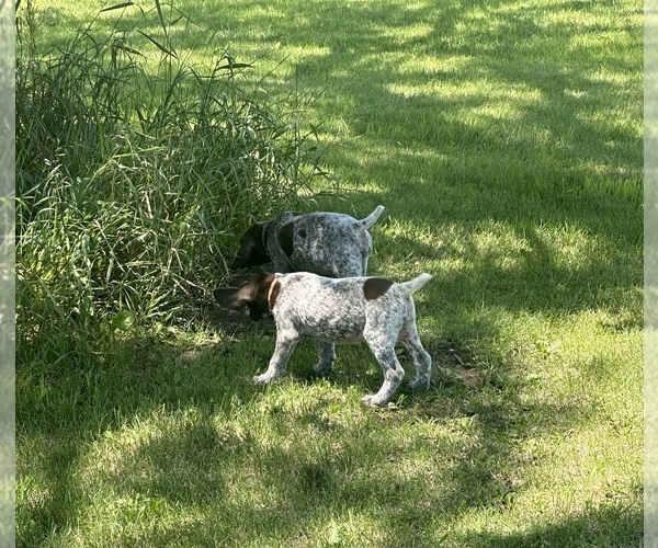 Medium Photo #1 German Shorthaired Pointer Puppy For Sale in MAPLETON, IA, USA