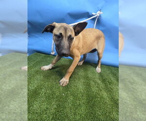 Mutt Dogs for adoption in Downey, CA, USA