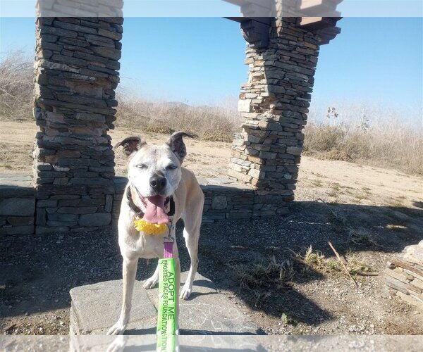 Medium Photo #5 Labrador Retriever-Unknown Mix Puppy For Sale in  Ramona, CA, USA