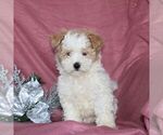 Small Photo #3 Maltipoo Puppy For Sale in QUARRYVILLE, PA, USA