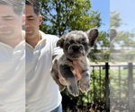 Small #5 French Bulldog
