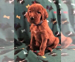 Irish Setter Puppy for sale in MONTICELLO, IN, USA