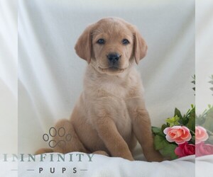 Labrador Retriever Puppy for sale in GREEN PARK, PA, USA