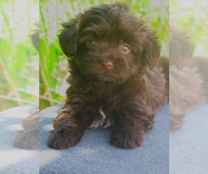 Havanese Puppy for sale in WILSON, NY, USA
