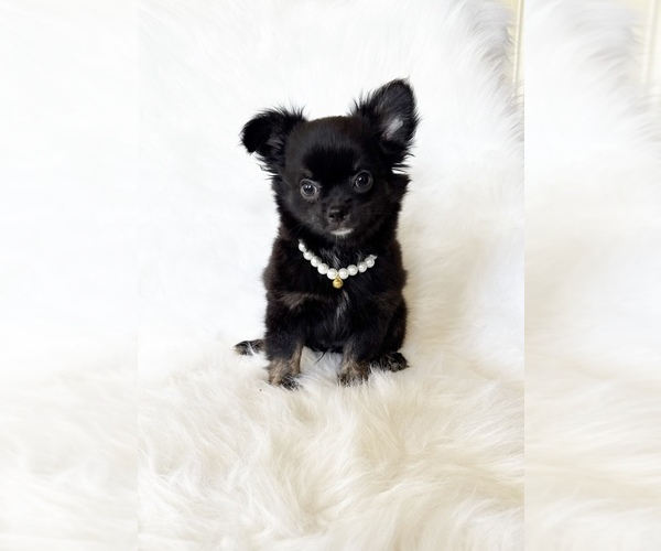 Medium Photo #6 Chihuahua Puppy For Sale in SACRAMENTO, CA, USA